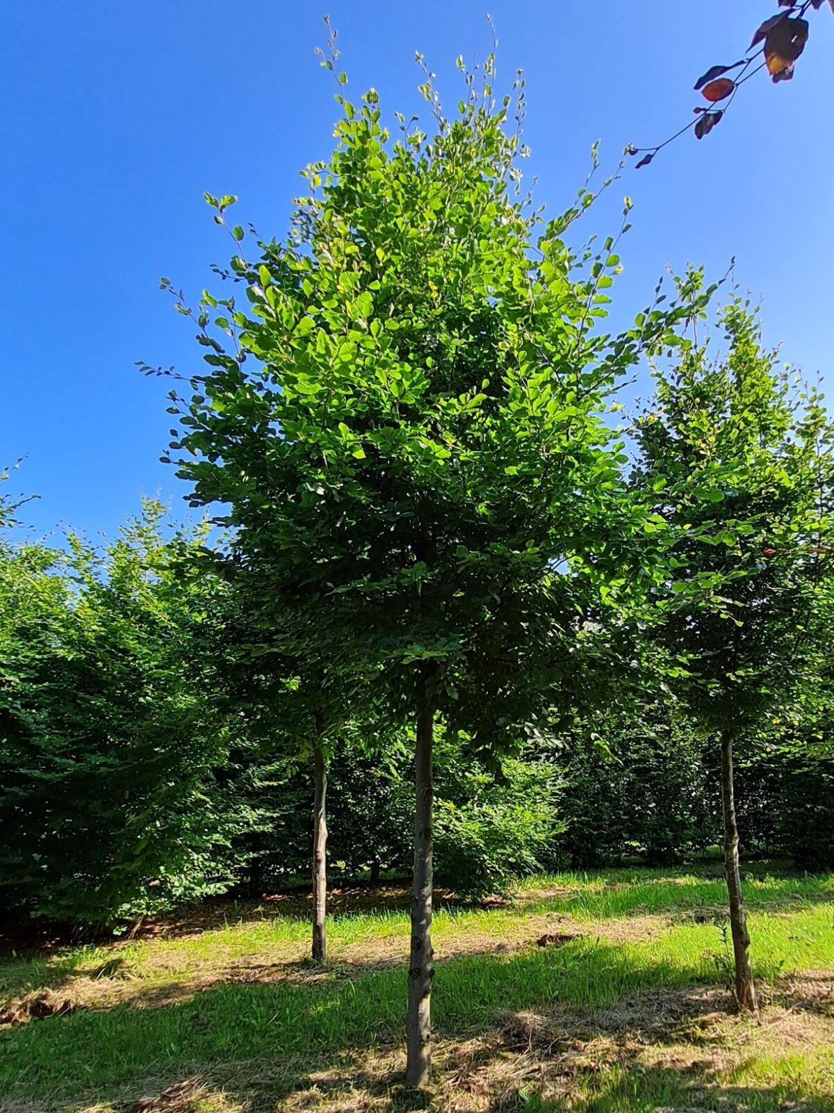 Volwassen Groene beuk | Laagstam