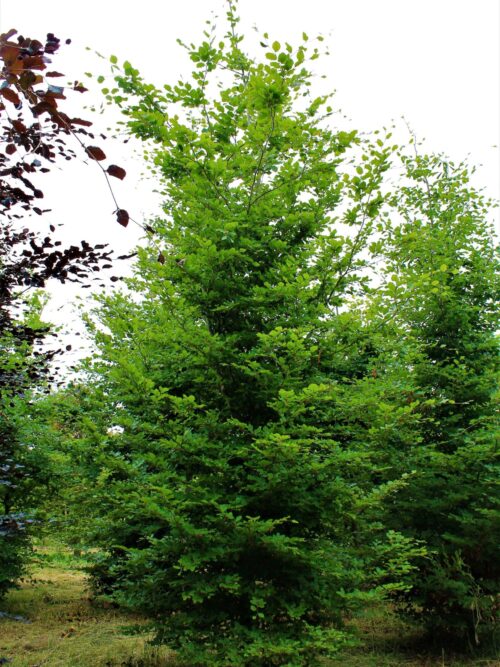 Groene beuk | Laagstam