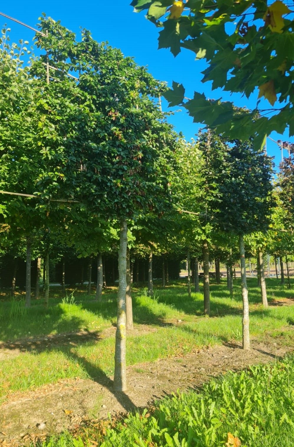 Jonge Groene beuk | Leivorm