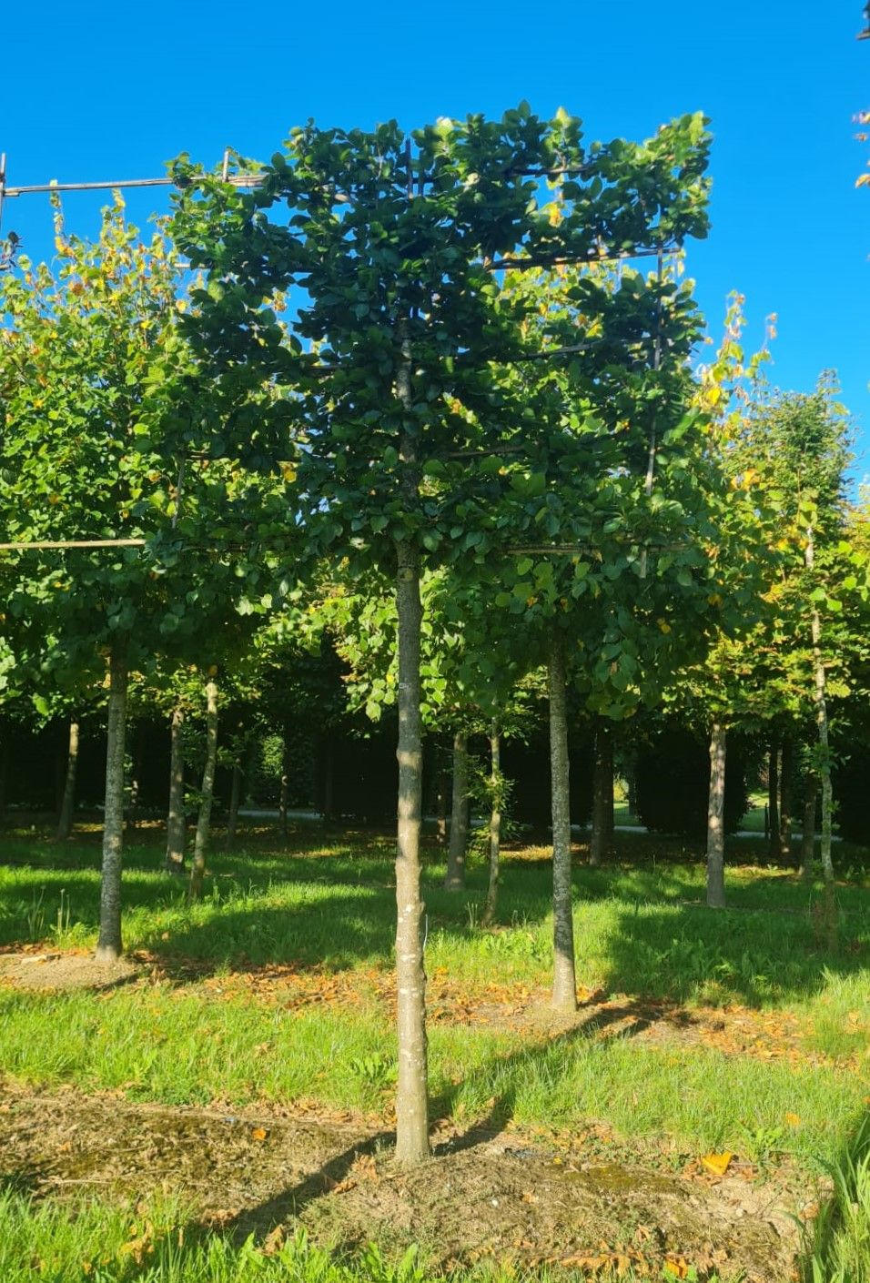 Jonge Groene beuk | Leivorm