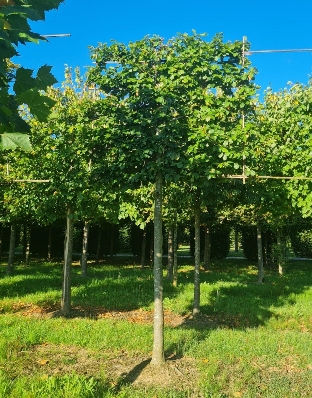 Jonge Groene beuk | Leivorm