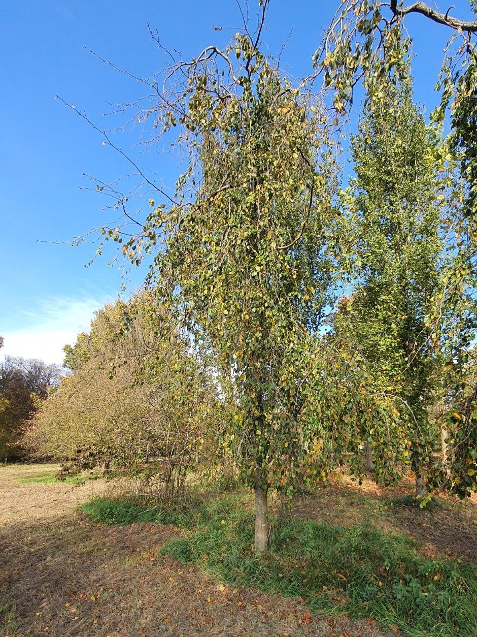 Volwassen Groene treurbeuk | Laagstam