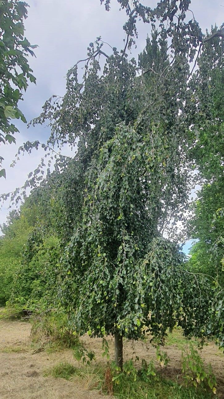 Volwassen Groene treurbeuk | Laagstam