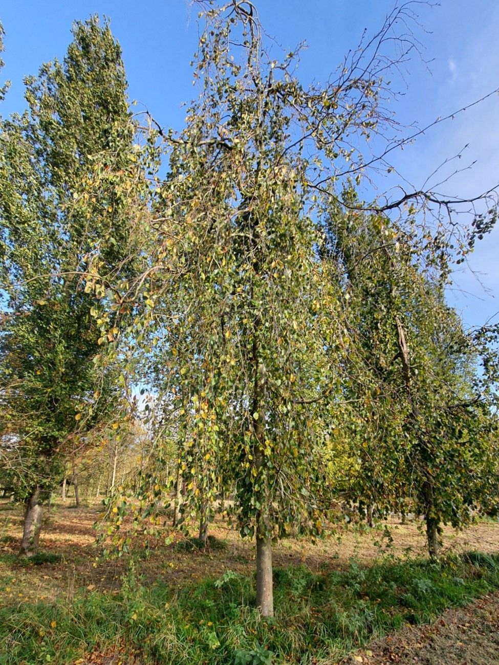 Volwassen Groene treurbeuk | Laagstam