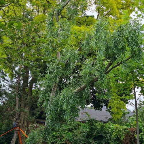 groene-treurwilg Volwassen Groene treurwilg | Halfstam