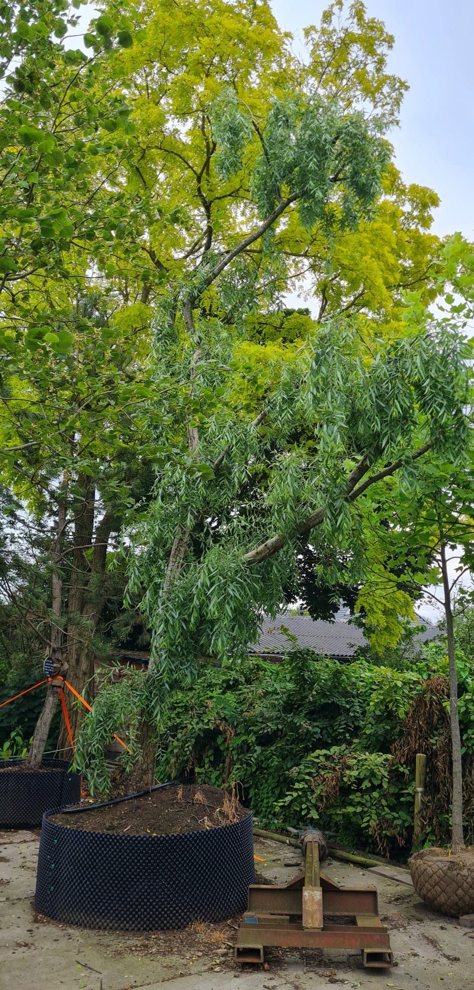 Volwassen Groene treurwilg | Halfstam