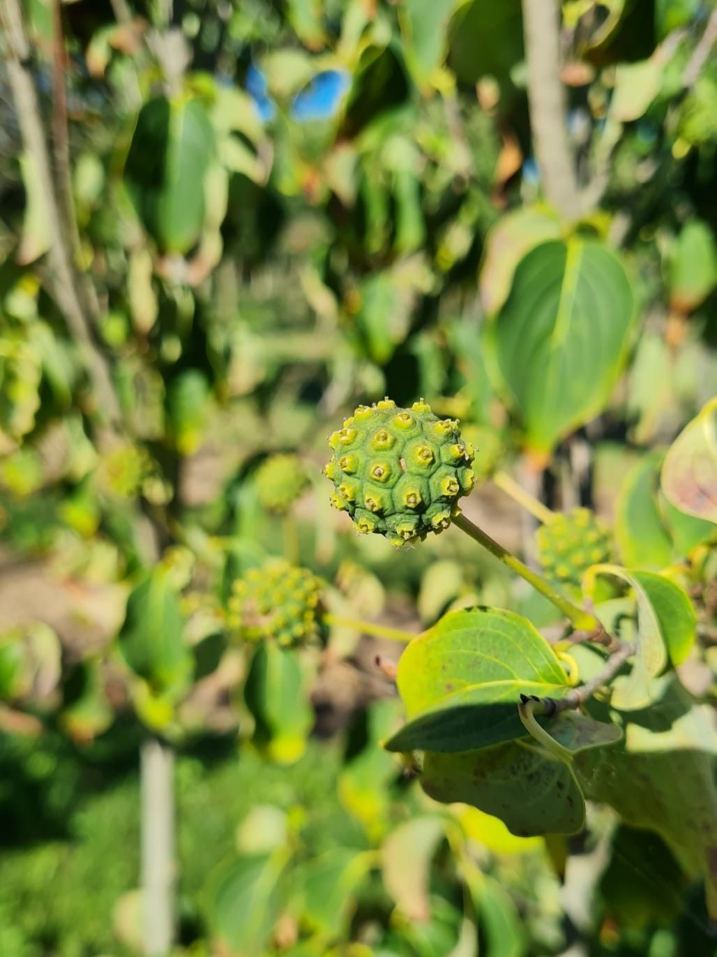 Jonge Grootbloemige Kornoelje | Meerstammig