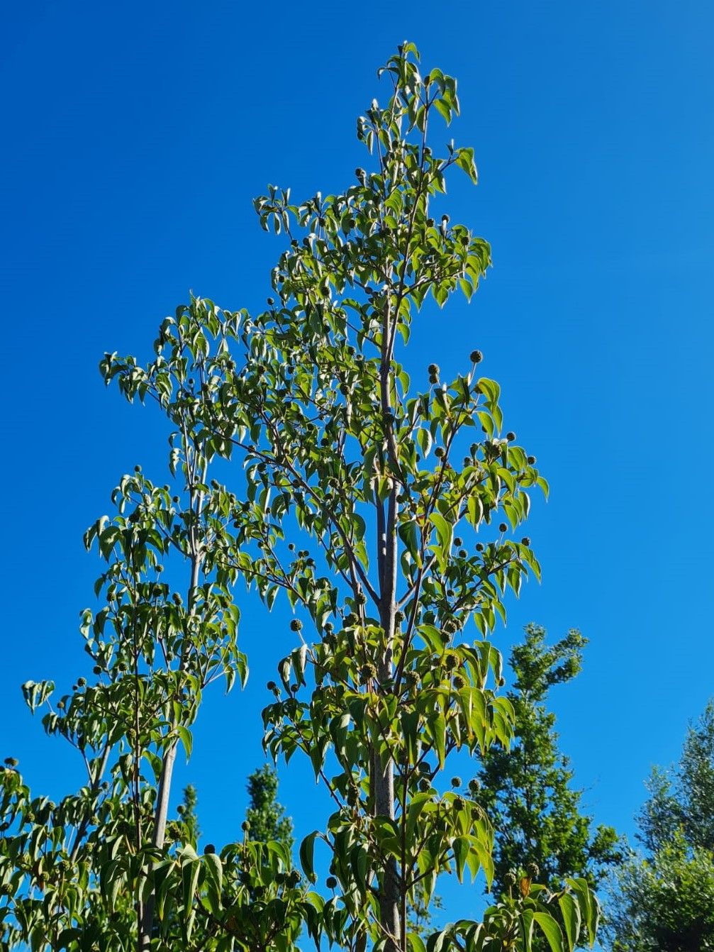 Jonge Grootbloemige Kornoelje | Meerstammig