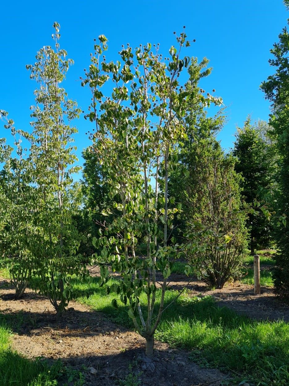 Jonge Grootbloemige Kornoelje | Meerstammig