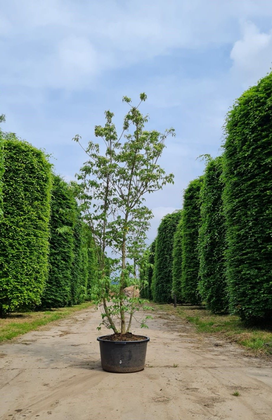 Jonge Grootbloemige Kornoelje | Meerstammig