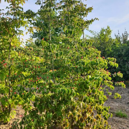 Jonge Grootbloemige Kornoelje | Meerstammig