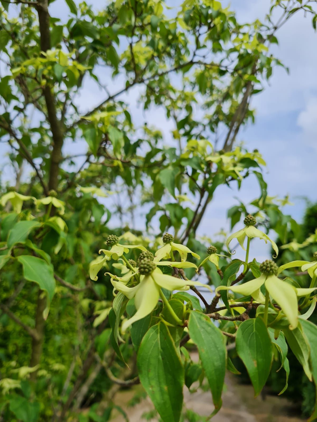 Jonge Grootbloemige Kornoelje | Meerstammig