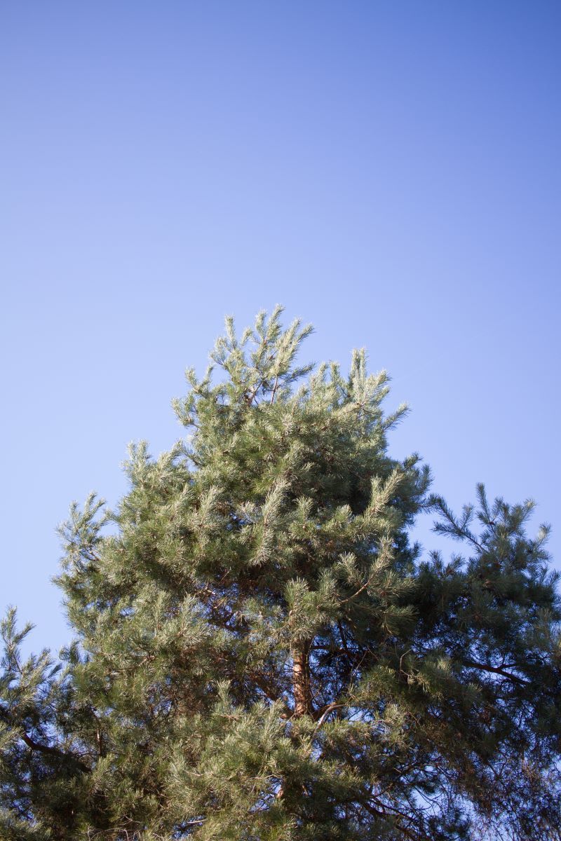 Volwassen Grove den | Halfstam