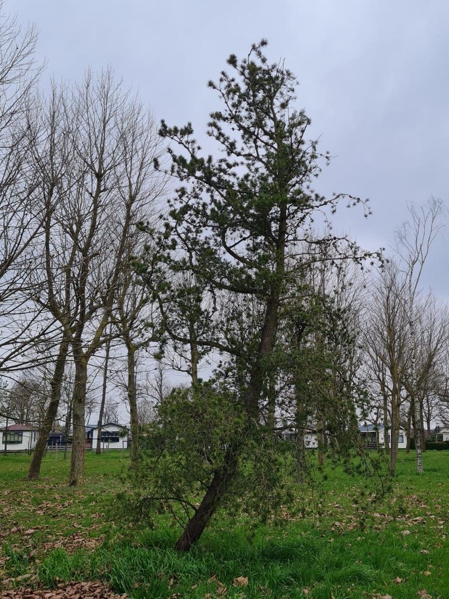 Volwassen Grove den | Halfstam