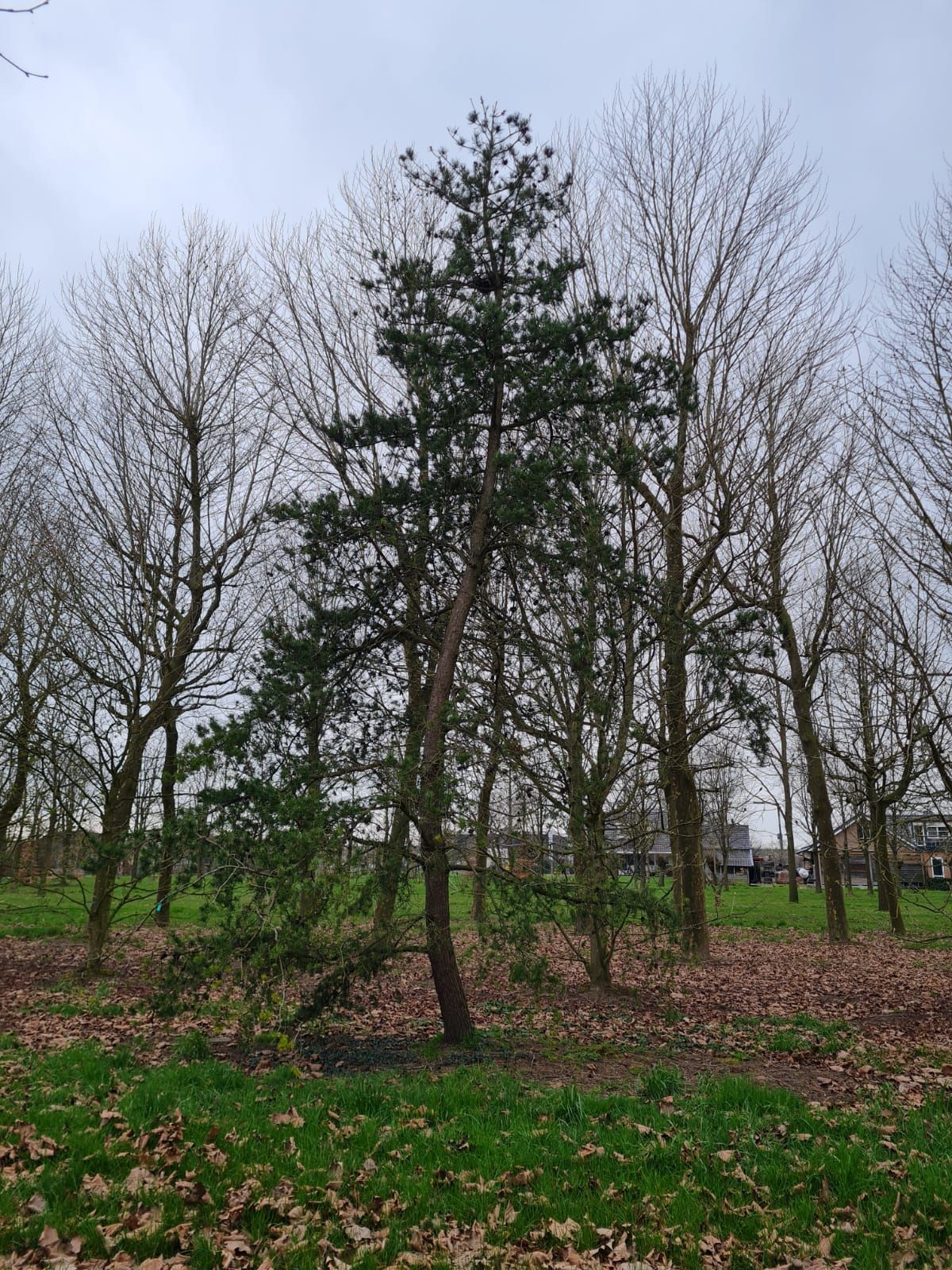 Volwassen Grove den | Halfstam