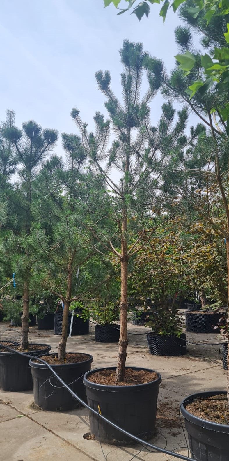 Grove den | Halfstam