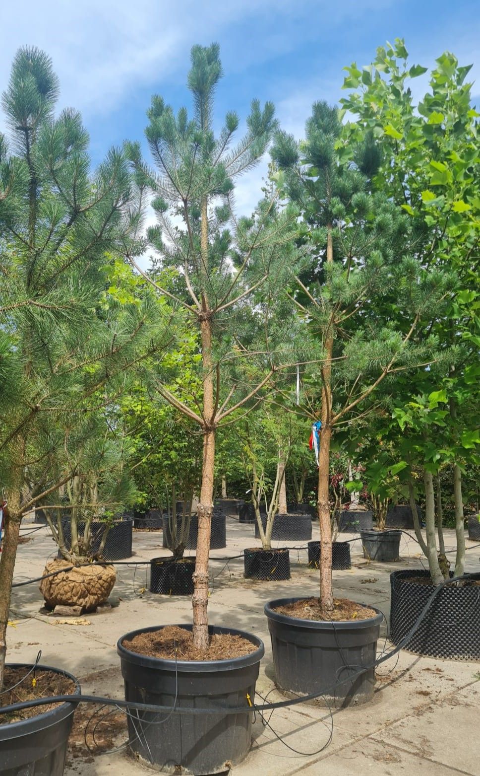 Grove den | Halfstam