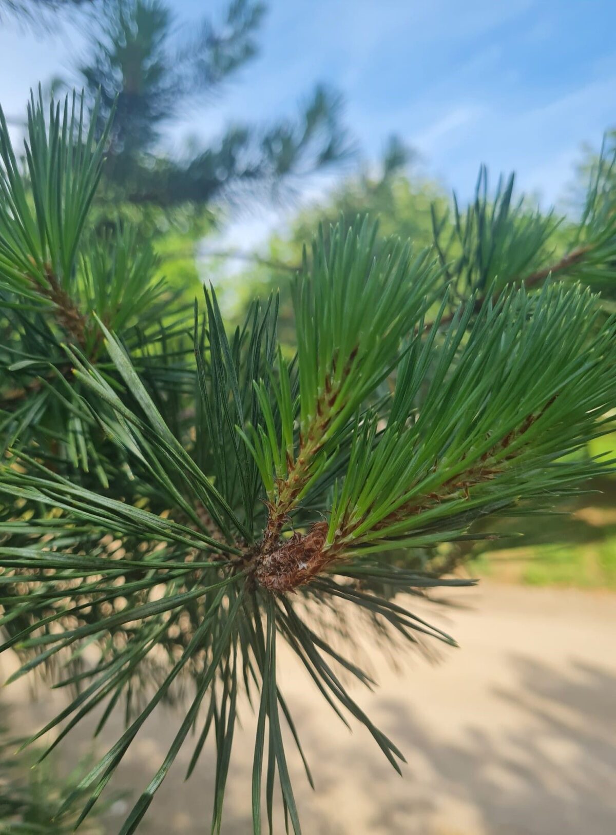 Grove den | Halfstam