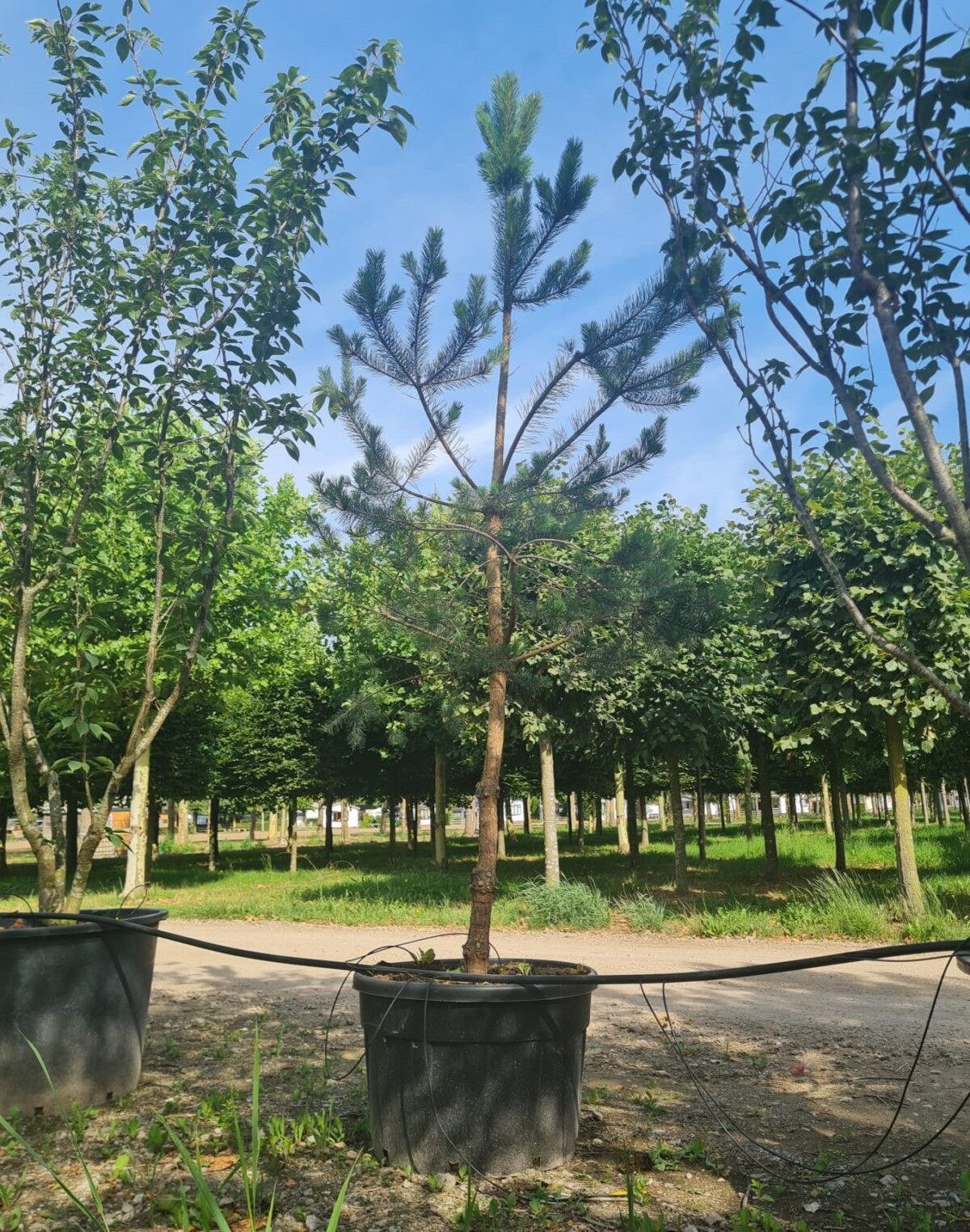 Grove den | Halfstam