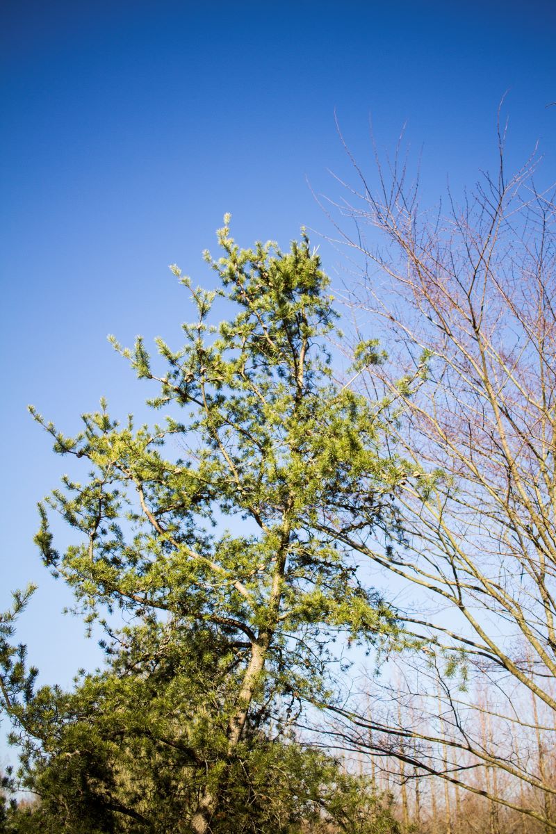 Volwassen Grove den | Hoogstam