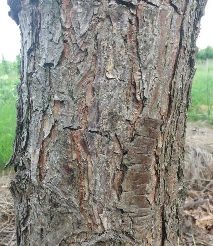 grove-den Volwassen Grove den | Hoogstam