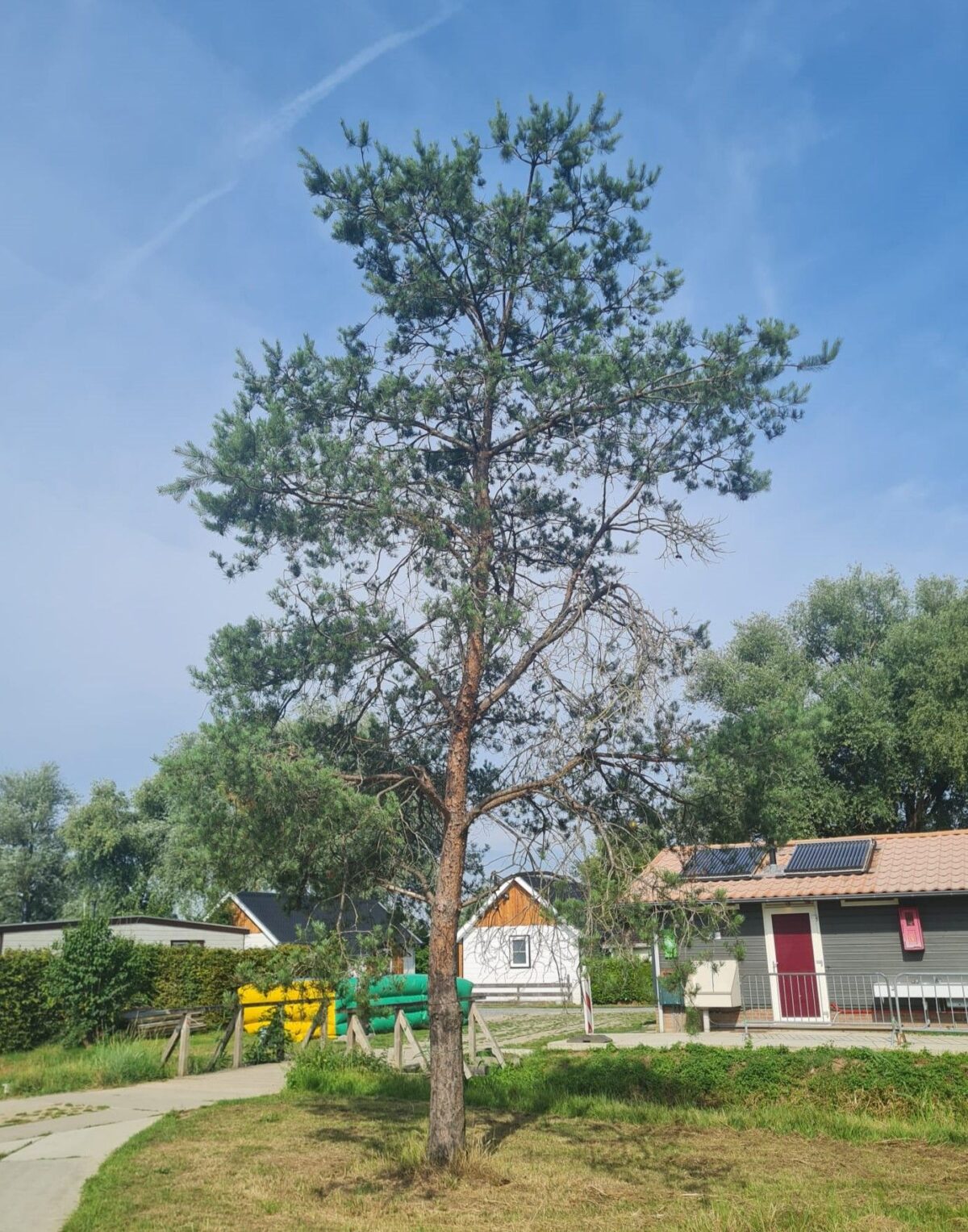 Volwassen Grove den | Hoogstam