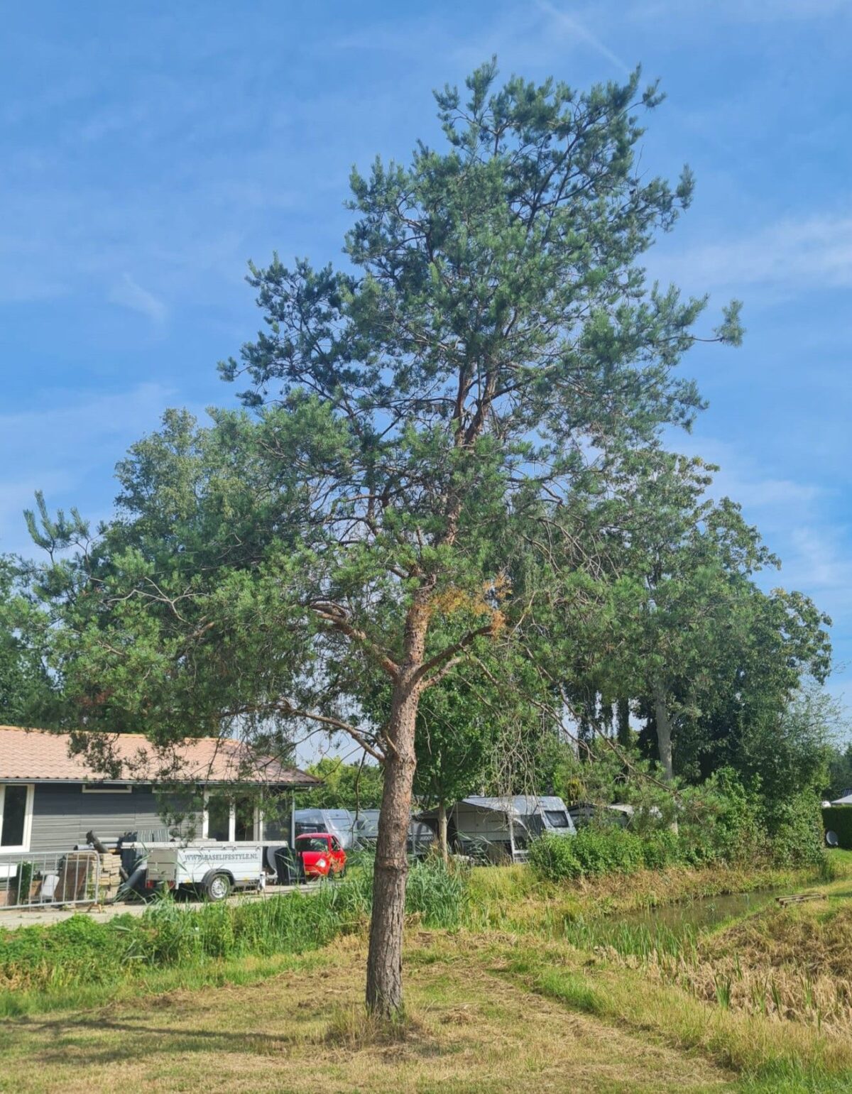 Volwassen Grove den | Hoogstam