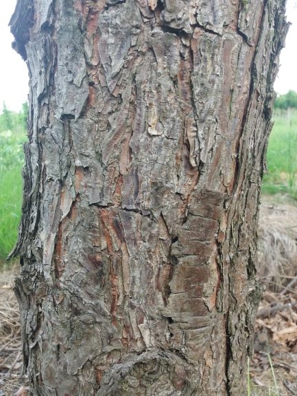 Volwassen Grove den | Halfstam