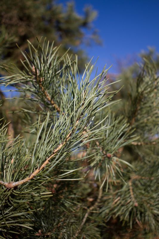 Volwassen Grove den | Halfstam