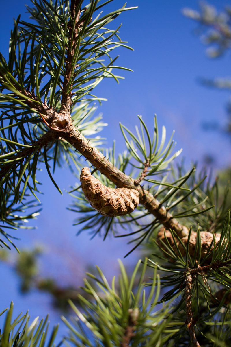 Volwassen Grove den | Halfstam