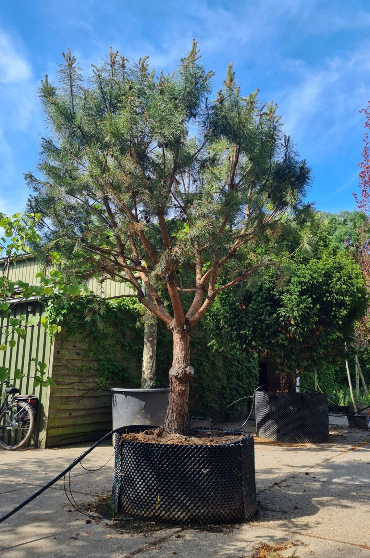 Grove den | Halfstam