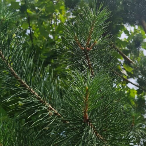 grove-den-halfstam Jonge Noorse Esdoorn 'Eurostar' | Hoogstam