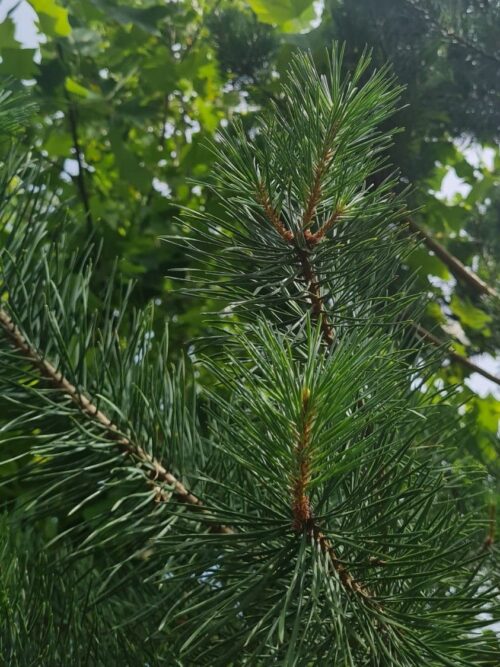 grove-den-halfstam Noorse Esdoorn 'Eurostar' | Hoogstam