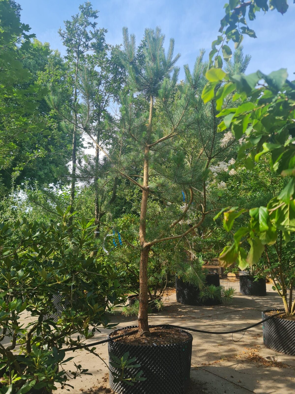 Grove den | Halfstam