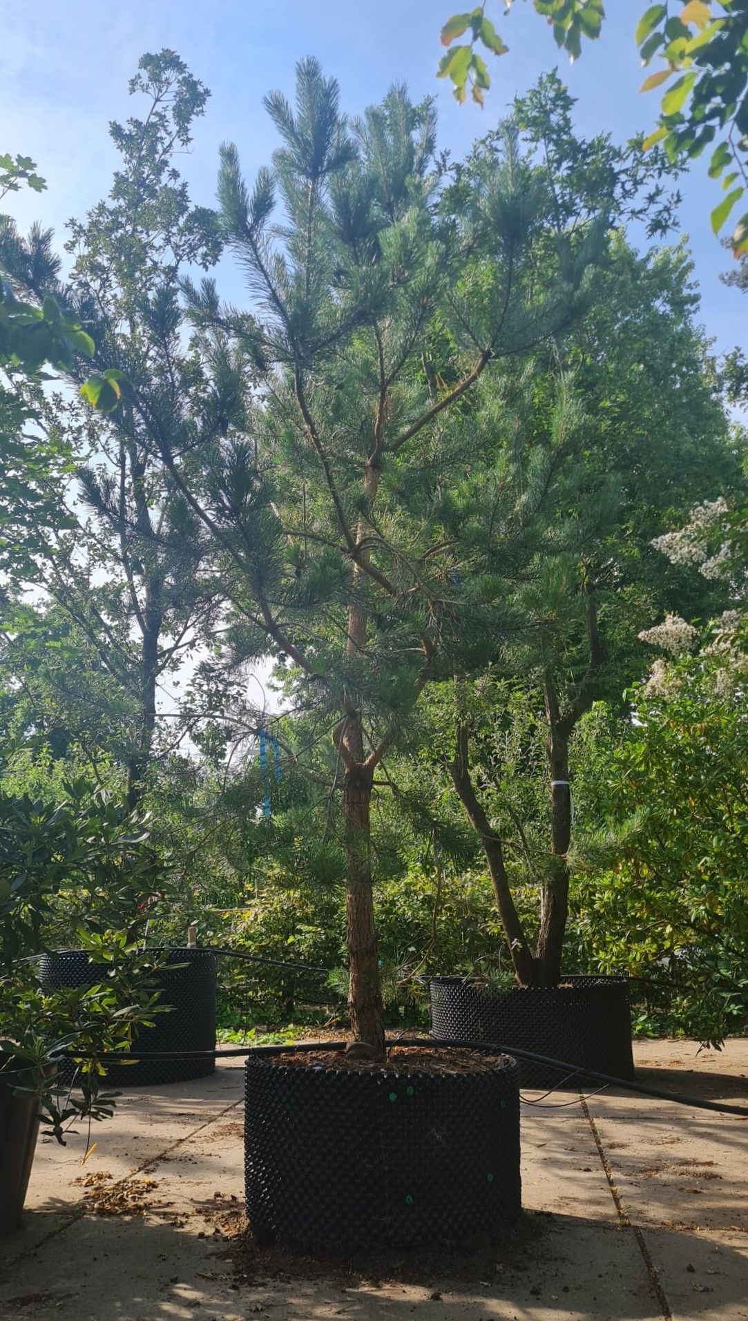 Grove den | Halfstam