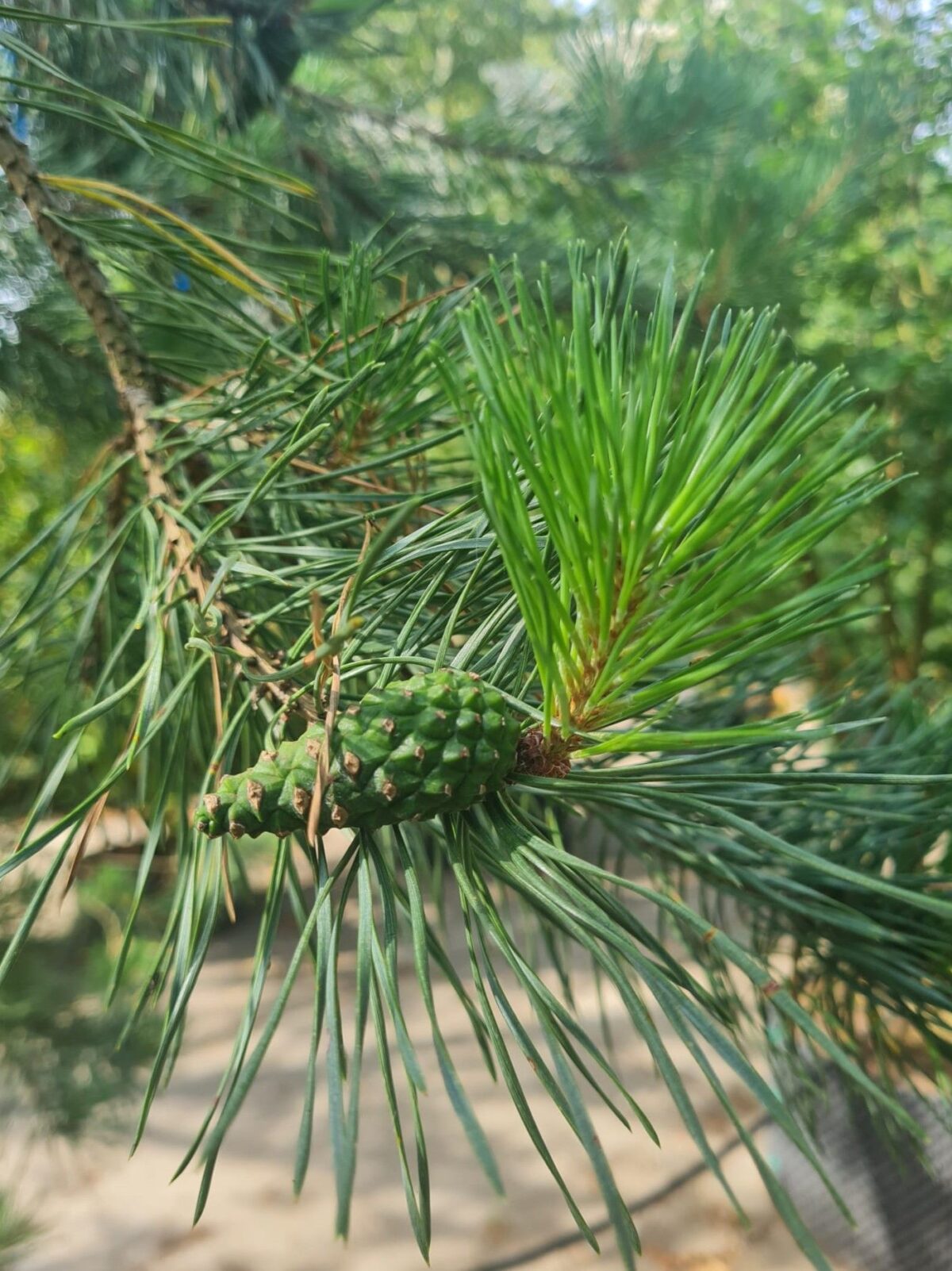 Grove den | Halfstam