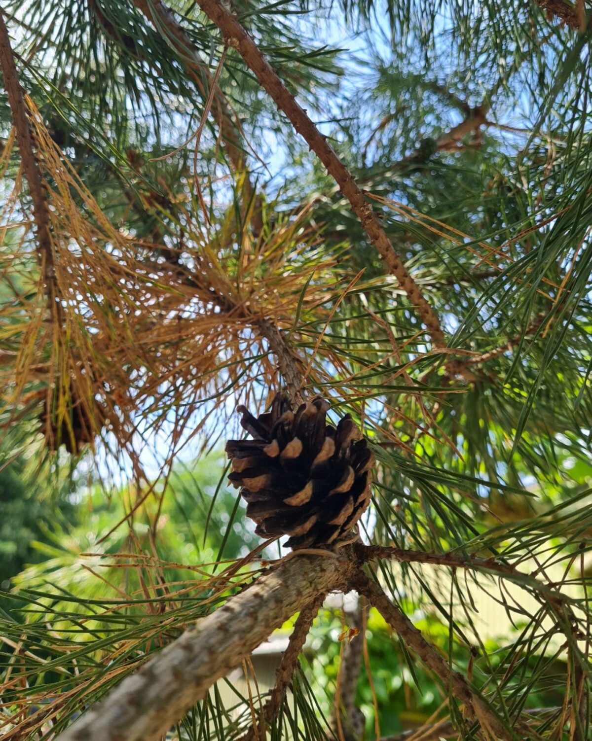 Grove den | Halfstam