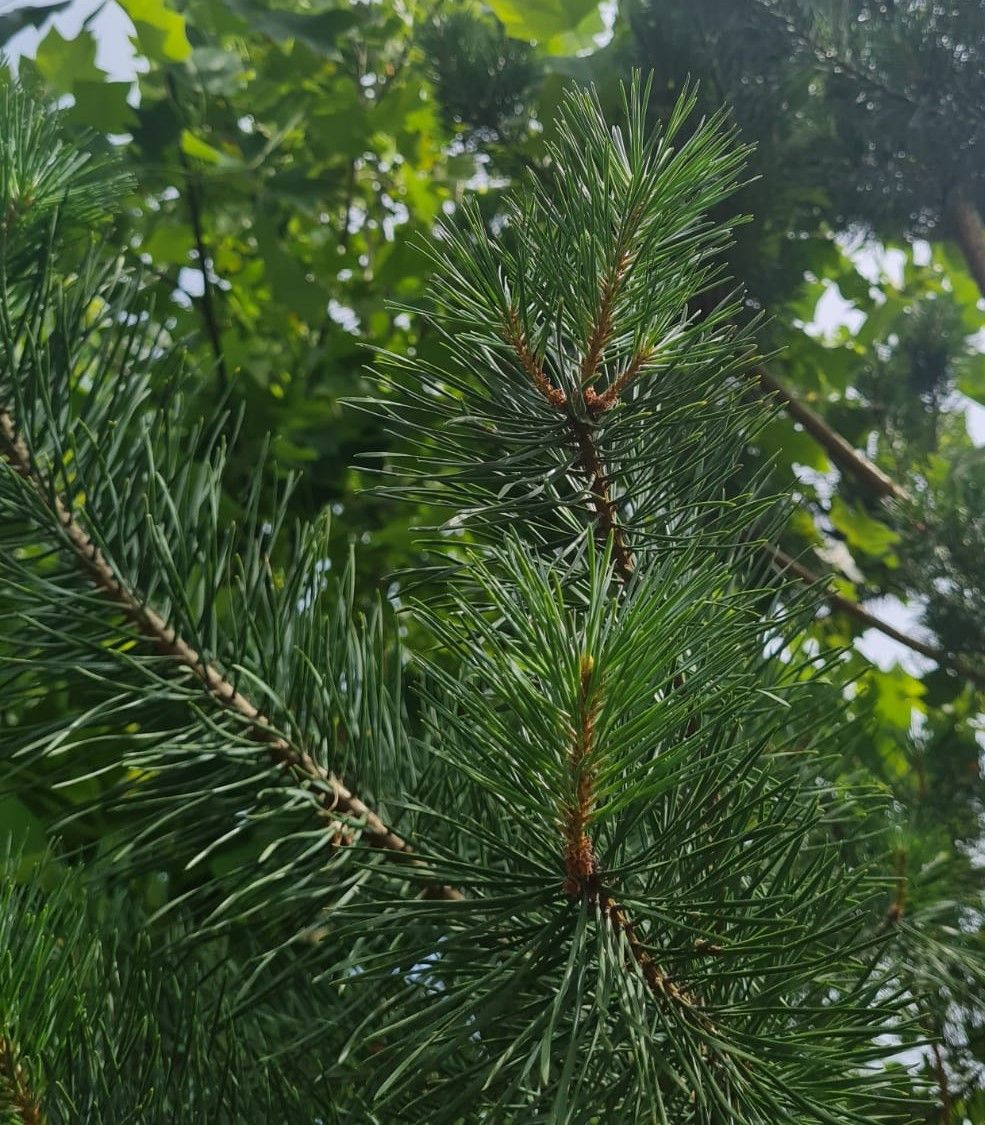 Grove den | Halfstam