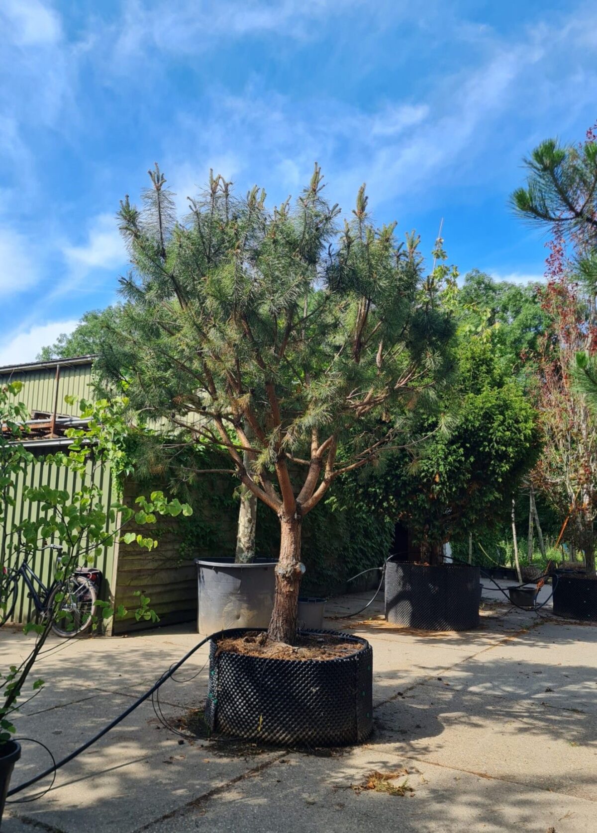 Grove den | Halfstam