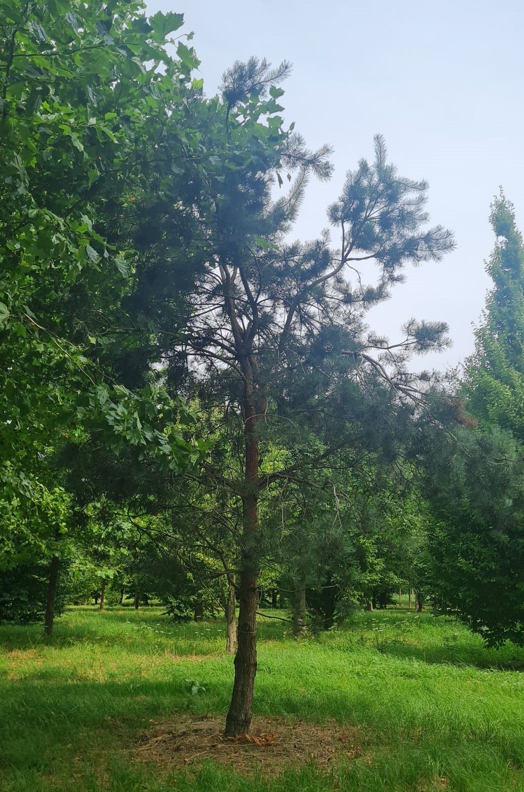 Grove den | Halfstam