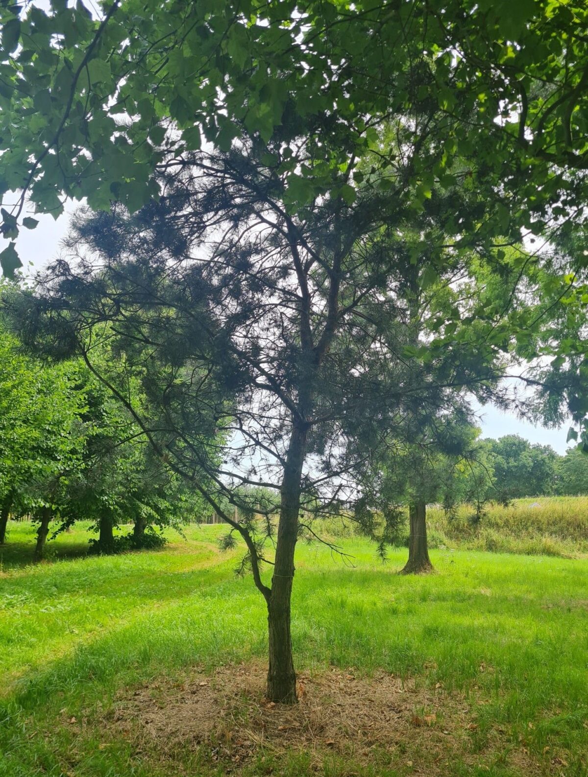 Grove den | Halfstam