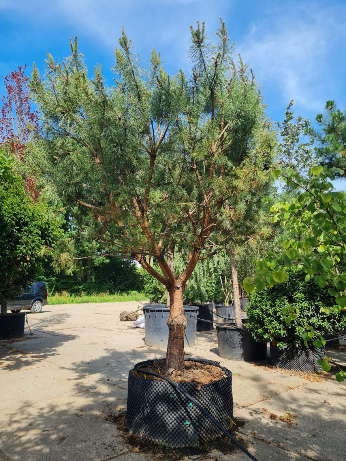 Grove den | Halfstam