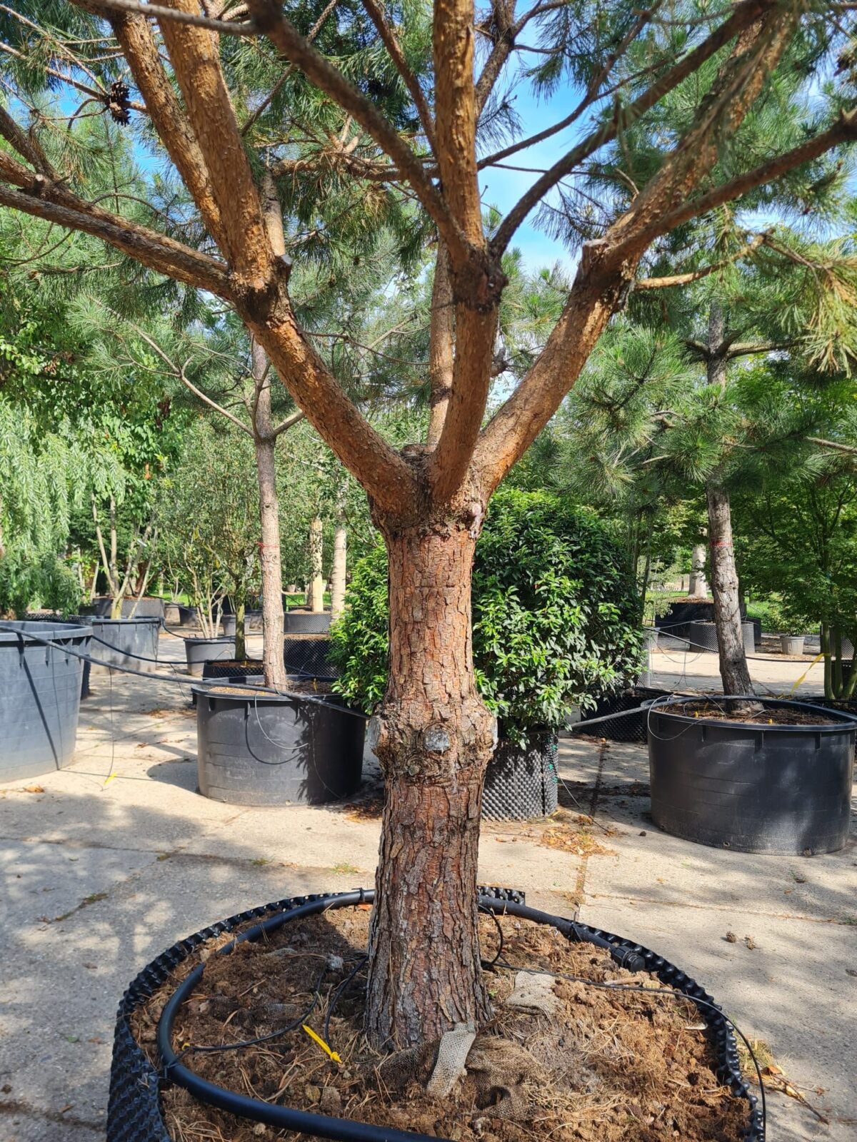 Grove den | Halfstam