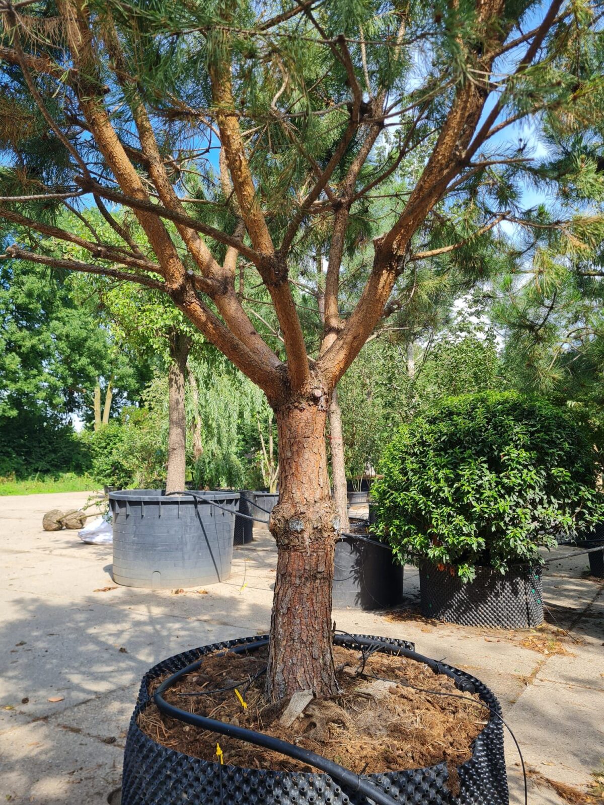 Grove den | Halfstam