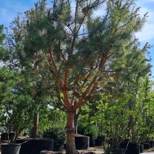 Grove den | Halfstam