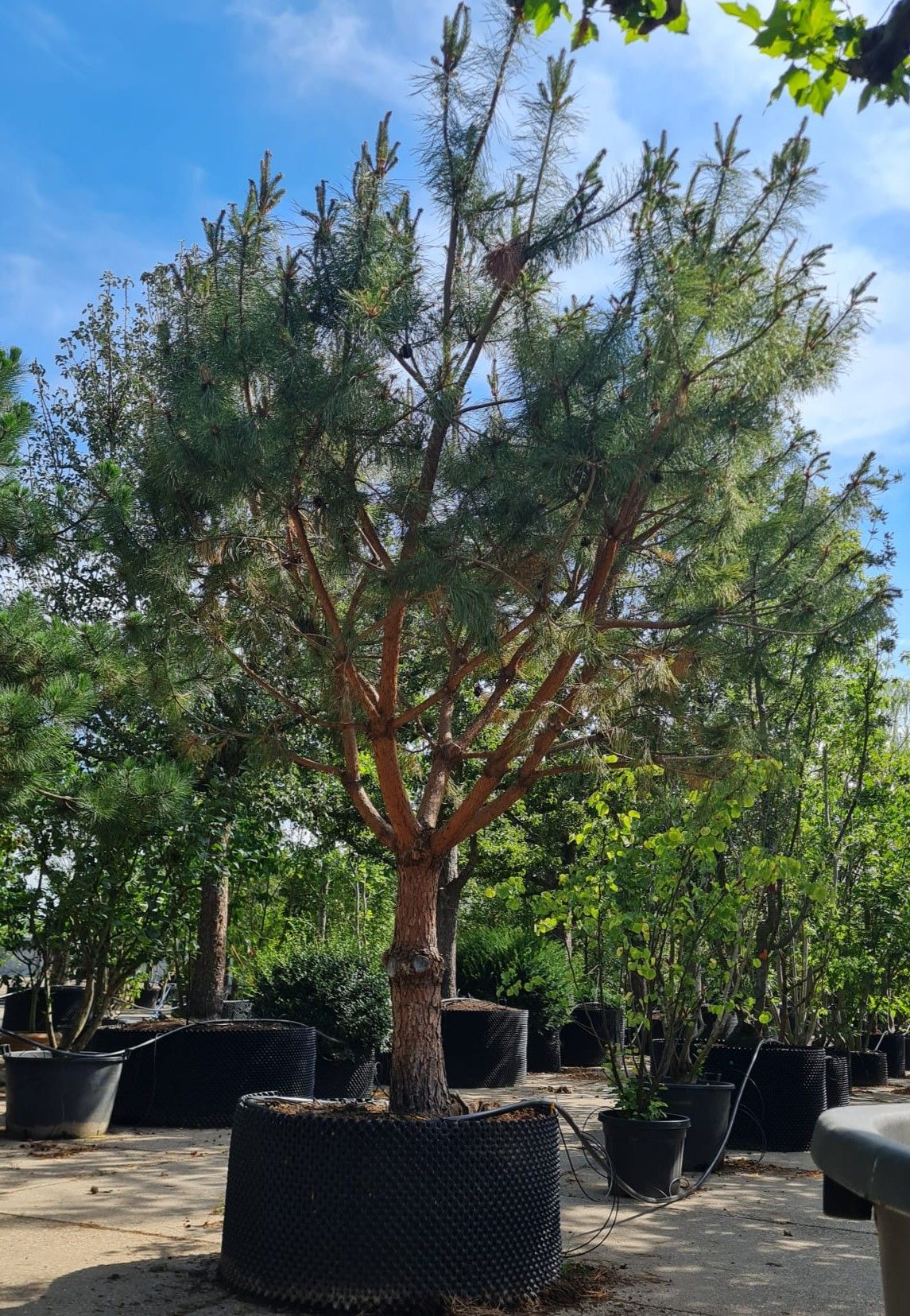 Grove den | Halfstam