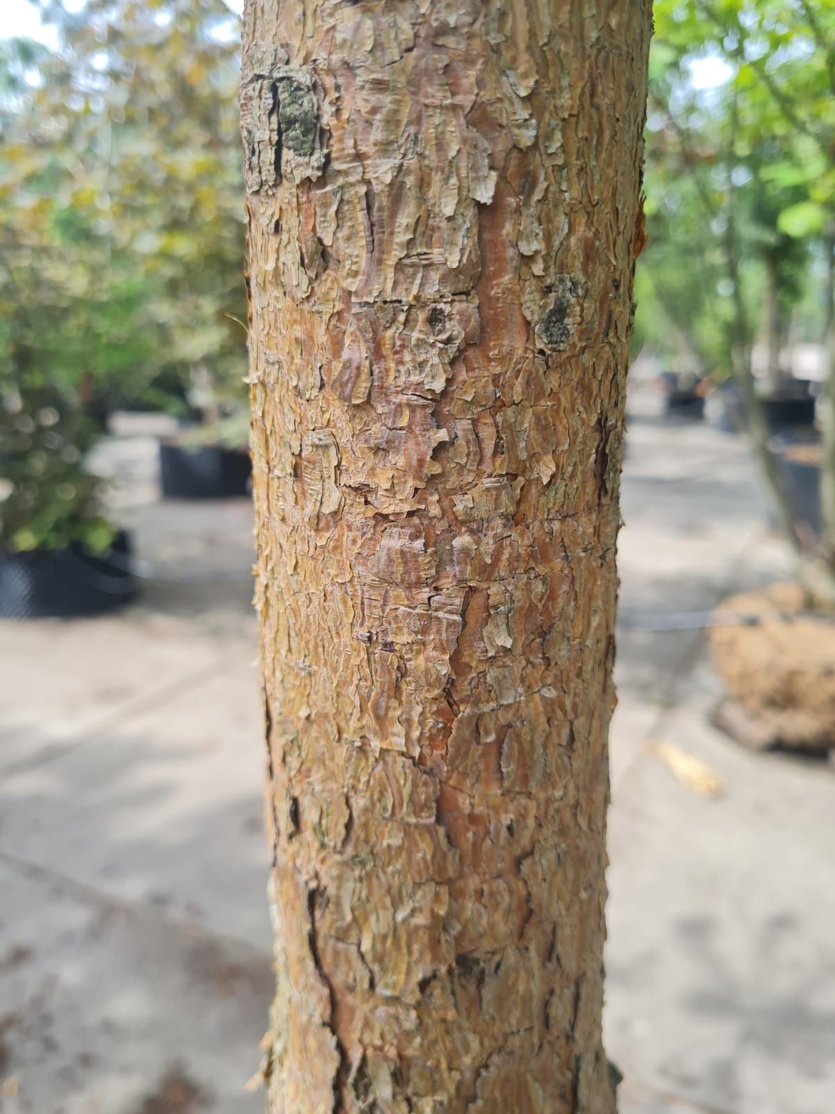 Grove den | Hoogstam