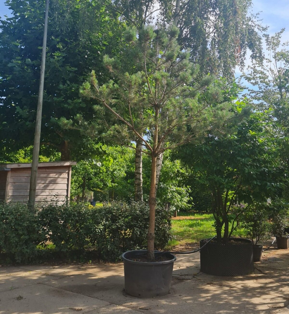 Grove den | Hoogstam