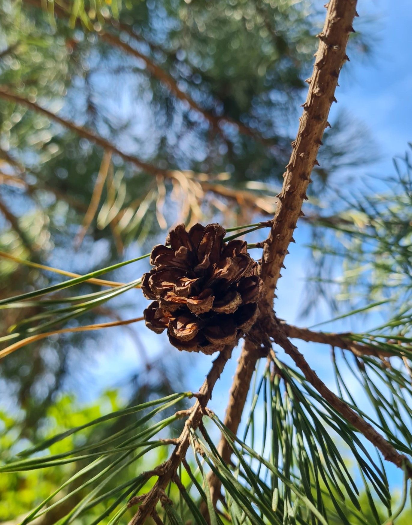 Grove den | Hoogstam