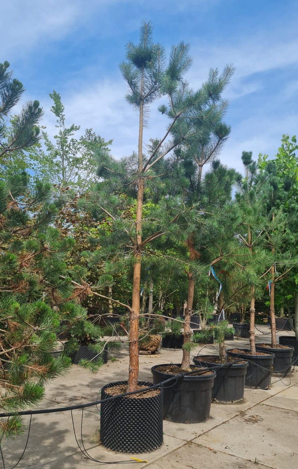 Grove den | Laagstam